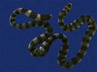 藏品(黃唇青斑海蛇)的圖片